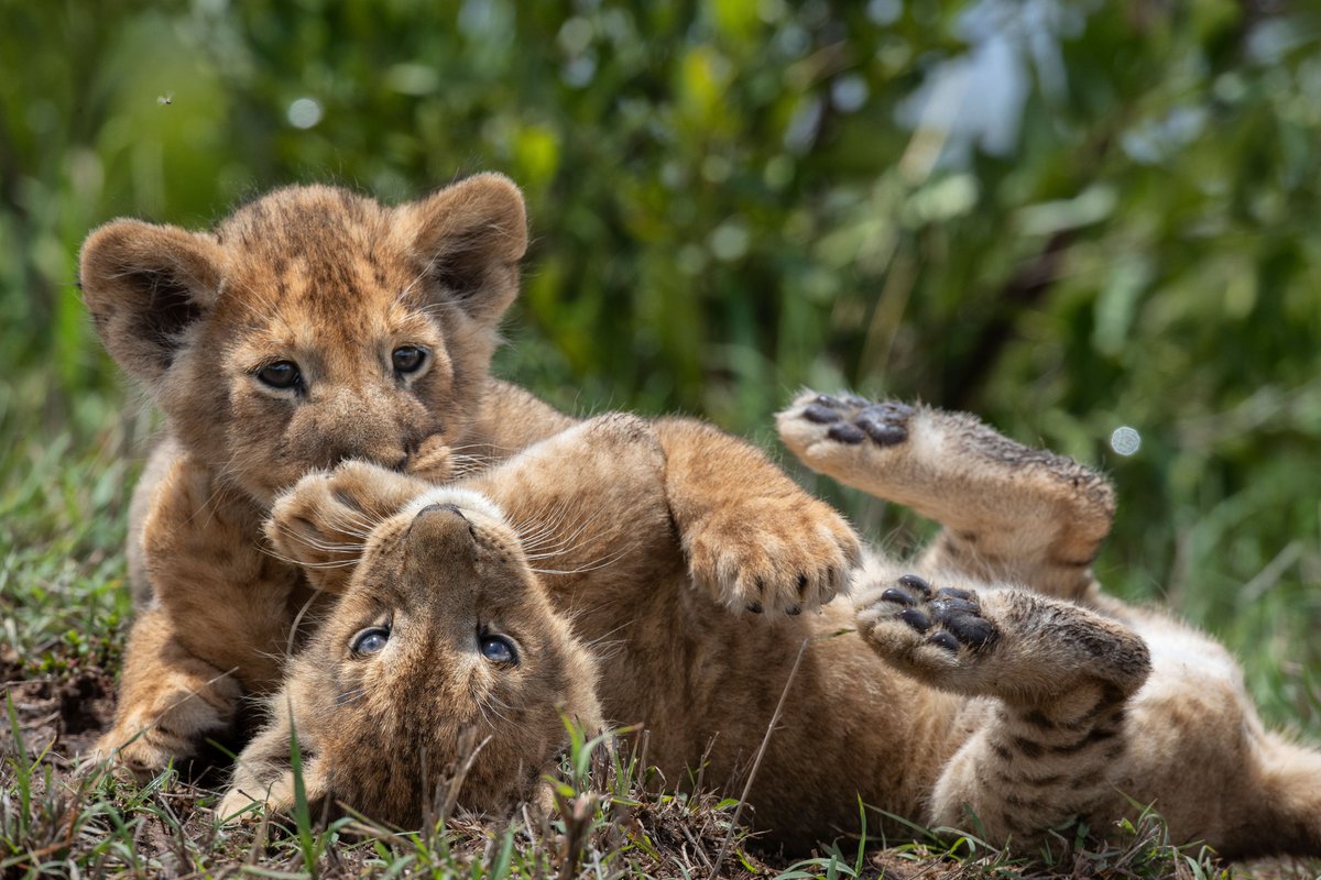 paulinepark's tweet photo. #WorldLionDay2022 is a good occasion to consider how we're endangering #lions in Africa & Asia; we need to do more to protect them & their natural habitats (photo by Charlie Hamilton for Nat. Geo.) #Löwen #løver #lejon #leoni #사자
https://t.co/uwMEiRAXq2 https://t.co/lvbklgId3U