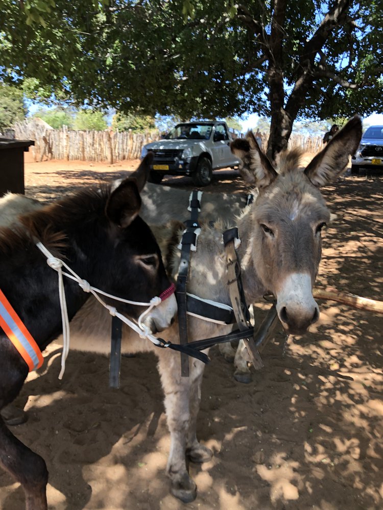 Animal Aid Abroad tweet media