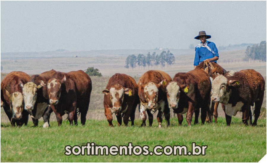 sortimentos's tweet image. Expointer 2022 : Conexão Delta G apresenta nova edição do Sumário de Touros Hereford e Braford

sortimentos.com.br/feira-expointe…

#FeiraExpointer #FeiraExpointer2022 #Expointer2022 #Expointer #FeiraAgropecuária #Pecuária #Sortimentos #SumáriodeTouros #TourosHereford #TourosBraford #Touros