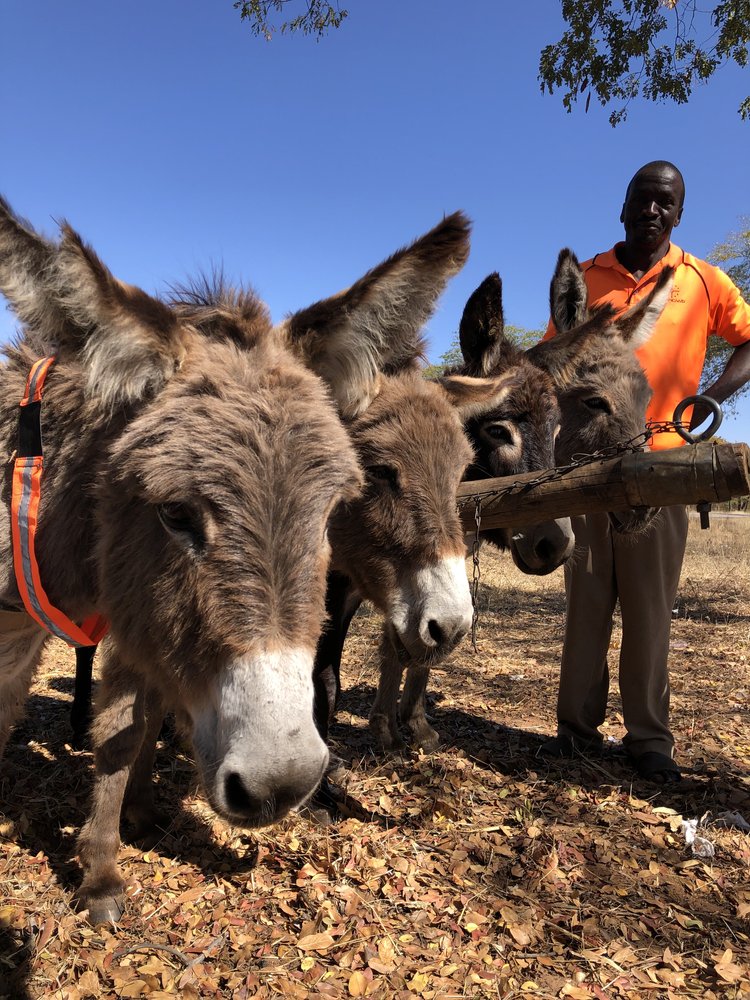 Animal Aid Abroad tweet media