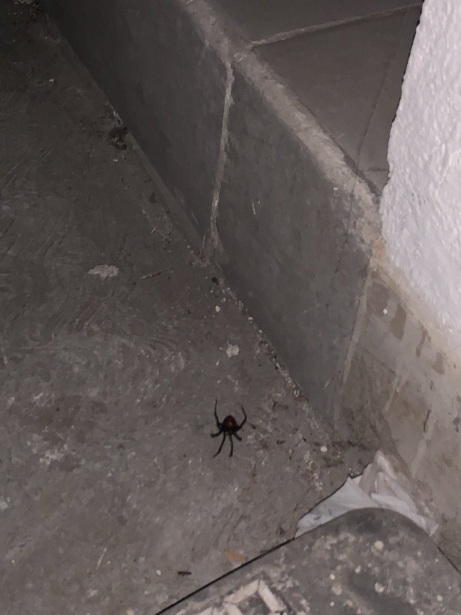 3dostres's tweet photo. la viuda negra en 323 https://t.co/vtu1RGQBnI
