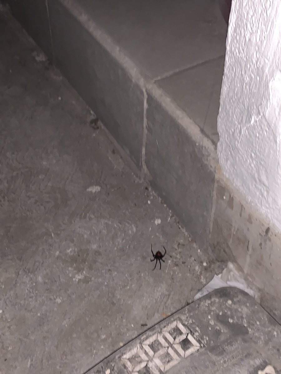 3dostres's tweet photo. la viuda negra en 323 https://t.co/vtu1RGQBnI
