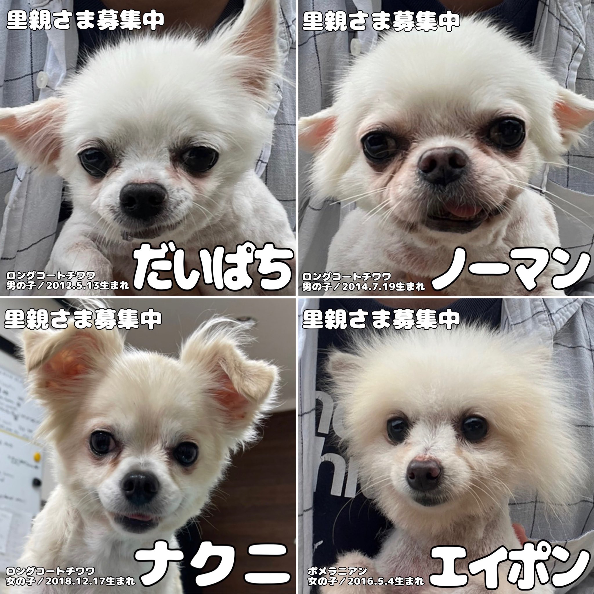 保護犬カフェ 鶴橋店 里親募集中 の子達です 家族に出会えますように 譲渡には審査があります 他の店舗へ移動している可能性もあります 問い合わせはお電話で 保護犬カフェ鶴橋店 06 4309 8715 保護犬 譲渡会 里親募集型カフェ ロング