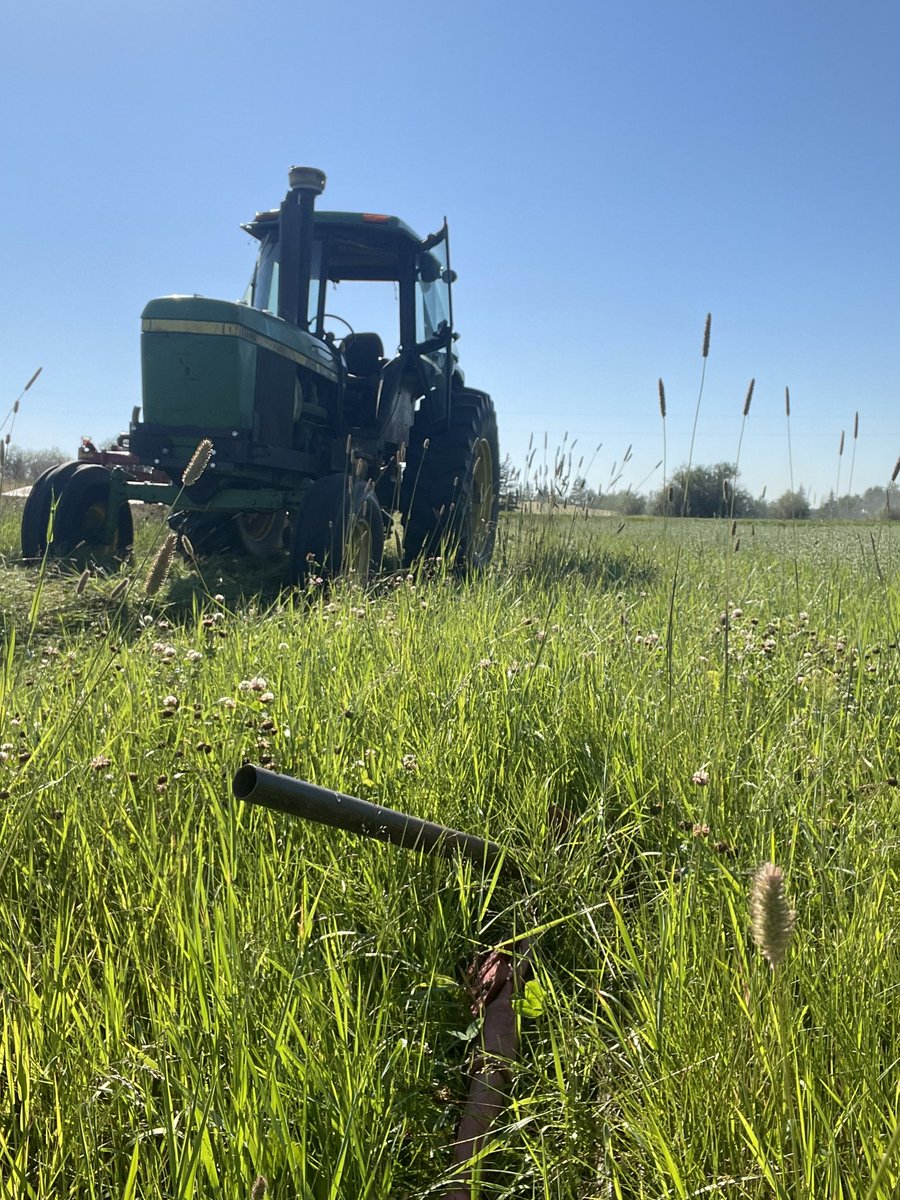 JRosadiuk's tweet photo. Not going to get rich on this hay crop, but if all of our fall seeded jack-all’s pop up like this then we might make it through another year #nearmiss #professionalsatwork https://t.co/16tRWgVXvE