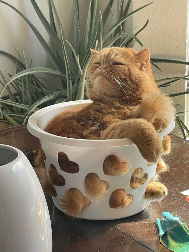 cats being weird little guys 👅 (@weirdlilguys) on Twitter photo 