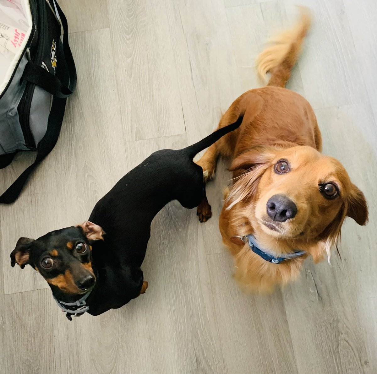 TabGehr's tweet photo. @dog_rates Martha, I have double the cuddles, but there’s ALWAYS room for one more 😉🥰 https://t.co/UMwmzk4ZA5