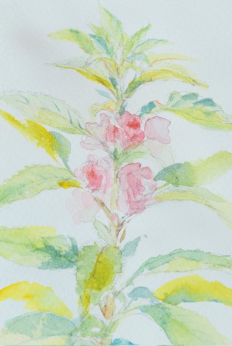 ホウセンカ のイラスト マンガ コスプレ モデル作品 50 件 Twoucan