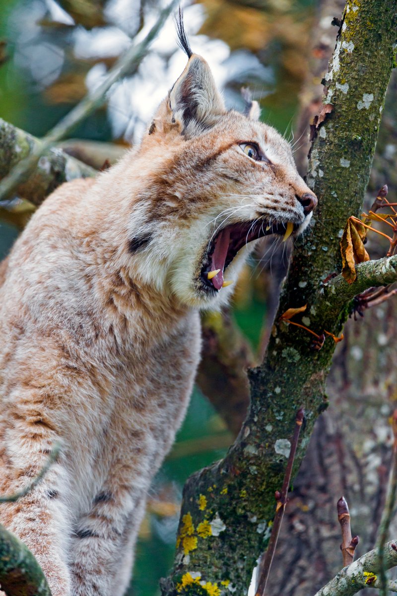 HourlyLynxes presents: