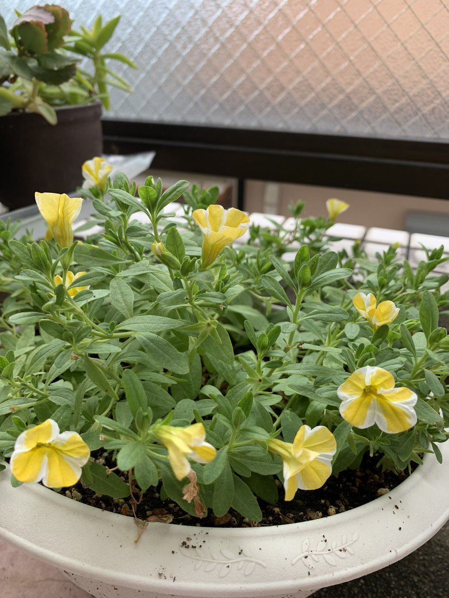 切り戻しから2週間 やっと咲いてきました レモンスライス ガーデニング ベランダガーデニング By