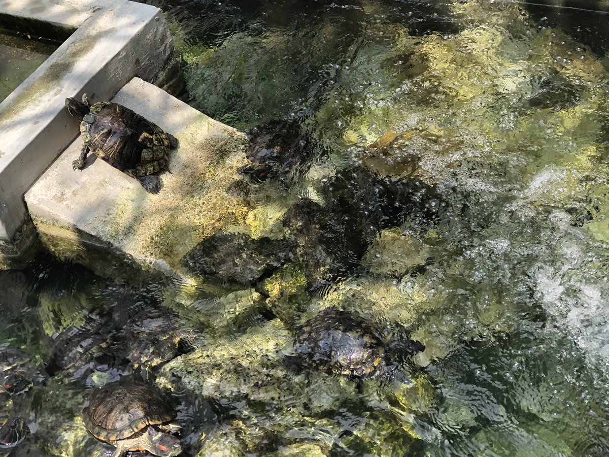 dwoodwar's tweet photo. #ISKLproud first #MSRocks lunch includes new friendships and re- connecting with our turtles! https://t.co/sUVEqMmSvv