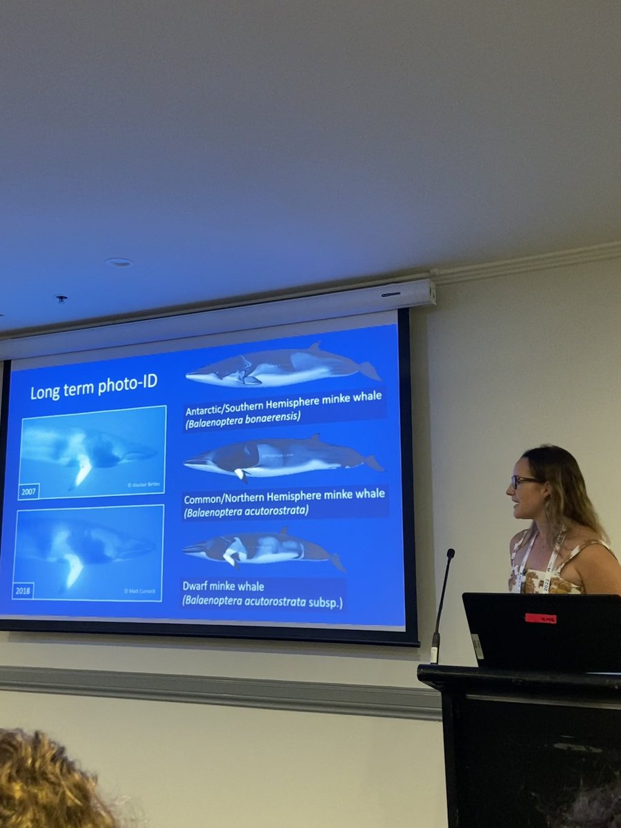chloeedwarrds's tweet photo. very interesting talk on identifying dwarf minke whales this morning by @marissahutch at @AMSAconf 🐋🐋 #dwarfminkewhale #AMSA22 https://t.co/RL9ifEERVE