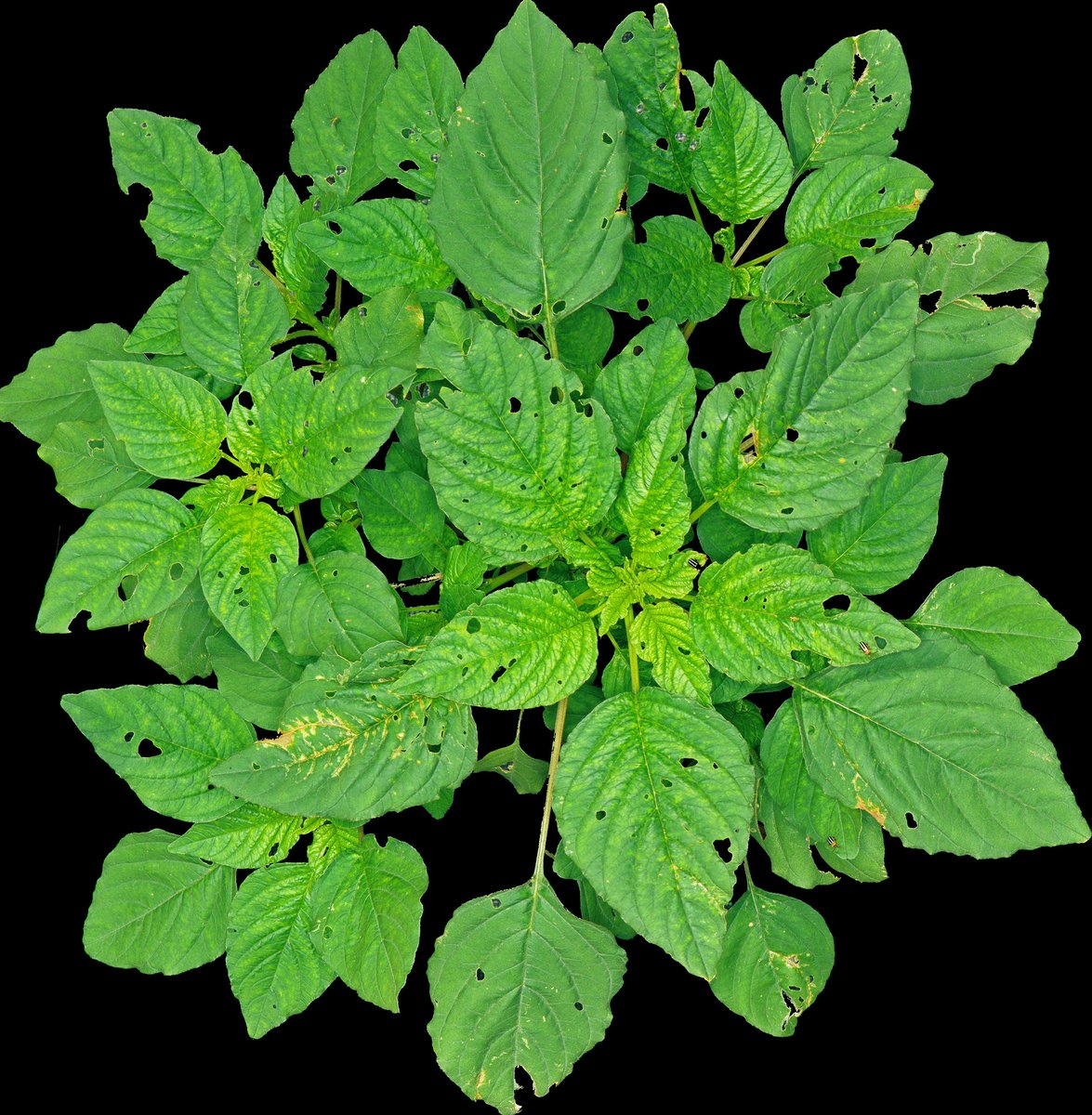 Matthew Kutugata tweet media