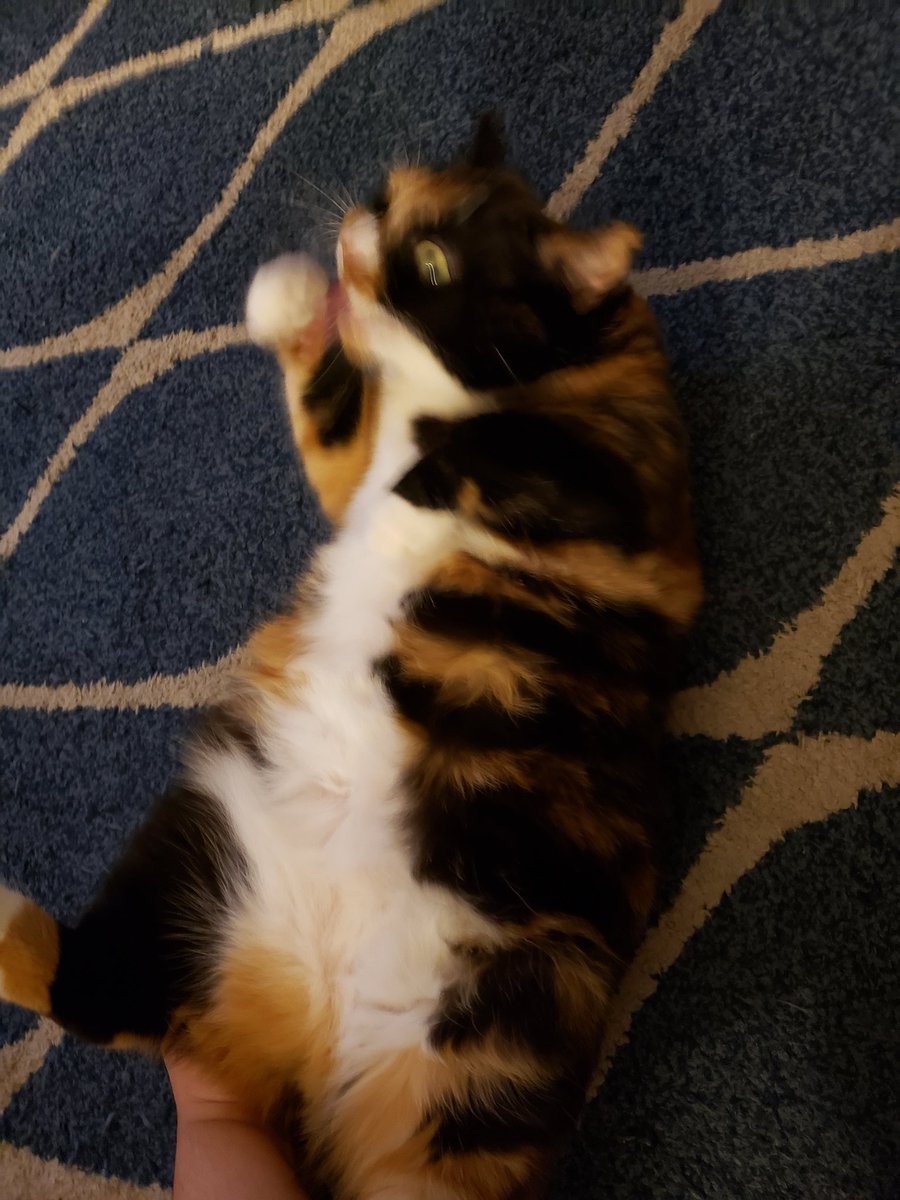 nonstickcat's tweet photo. Unflattering picture of my cat number 1
#CatsOfTwitter https://t.co/gvqPxoQTAC