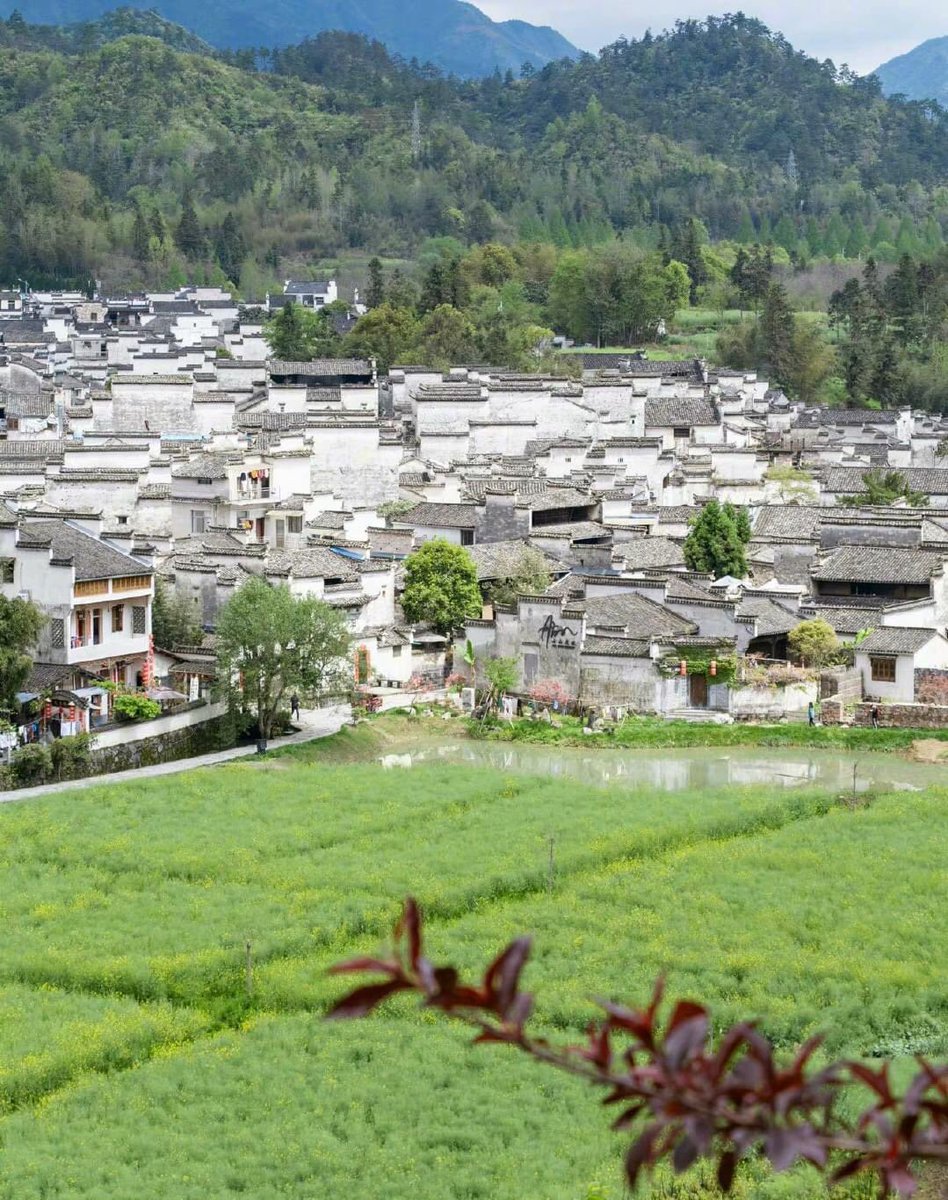 ExpatsHoliday's tweet photo. When you visit the Xidi Village you will feel like walk into a maze due to its high walls and alleys. There are over 200 ancient residences of the Ming and Qing Dynasties with important ancestral halls and gardens that await your exploration. #chinatravel #china #travelblogger https://t.co/RDmPBednDI