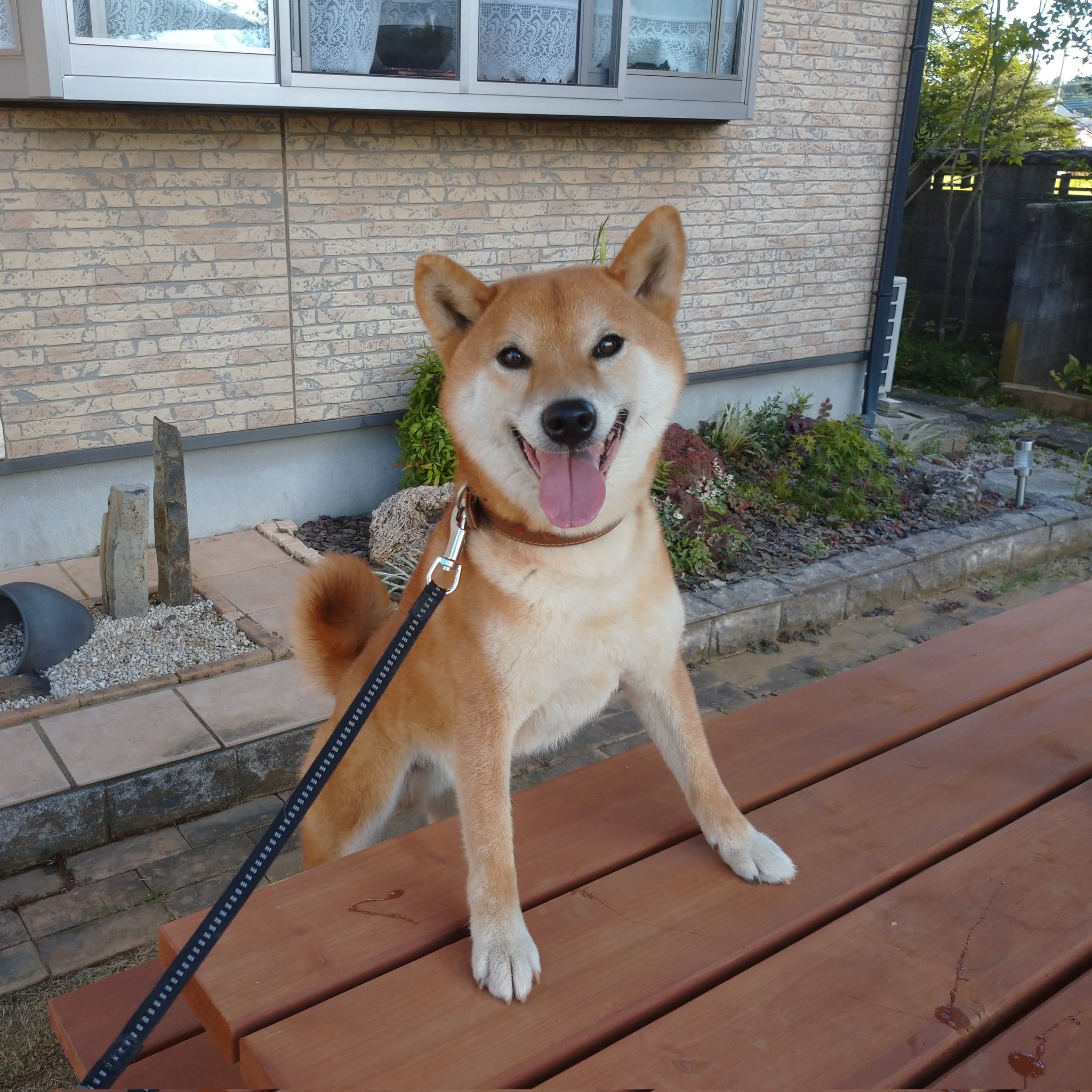 マメ助 Kissmark1129 Twitter