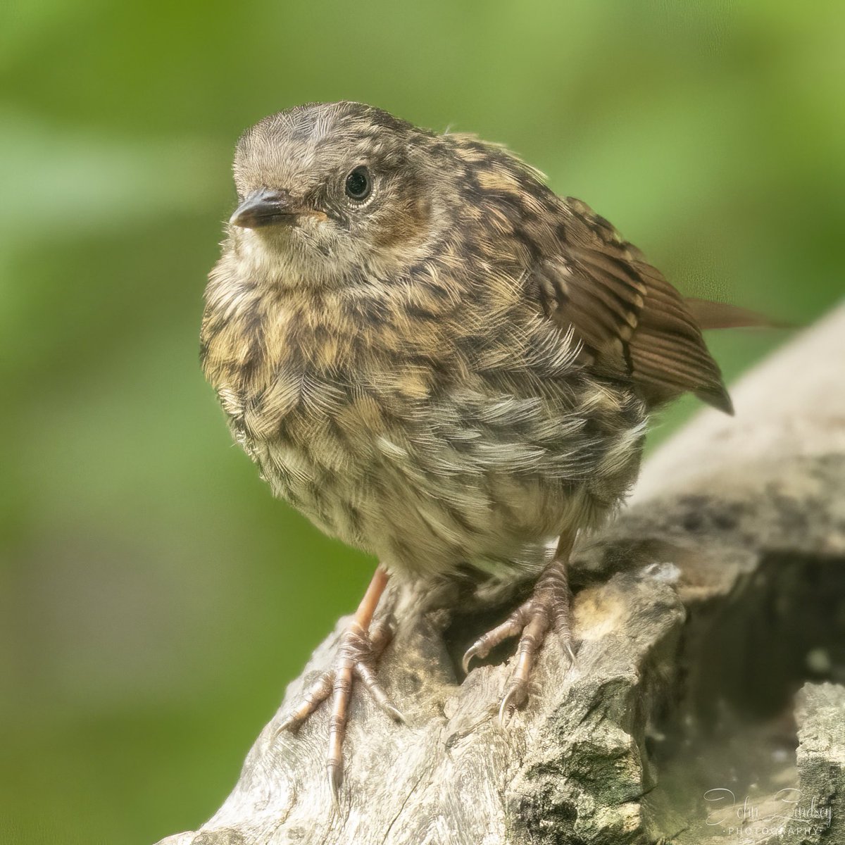JLPhotos83's tweet photo. Happy #Thursday morning #TwitterNatureCommunity. Thought I would start #thursdayvibes with a juvenile #robin image from the weekend. #BBCWildlifePOTD #bbccountryfilepotd @WildlifeMag @BBCSpringwatch @Natures_Voice @_BTO @BBCEarth @UKNikon @AP_Magazine @NatGeoPhotos #robinred https://t.co/sdcRbaGTqE