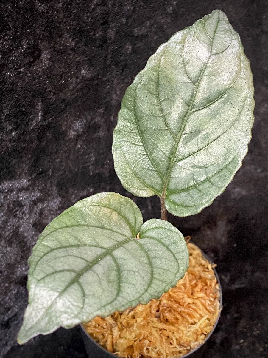 moregoro's tweet photo. 本日の朝草。ファイルNo.320

Hemigraphis alternata
from Pulau Nias [HW0819-02]

(販売中の株です)

https://t.co/UwDY8fwrdX
Instagram ID moregoro5016

#Hemigraphis
#HW https://t.co/Sms9hItPDm