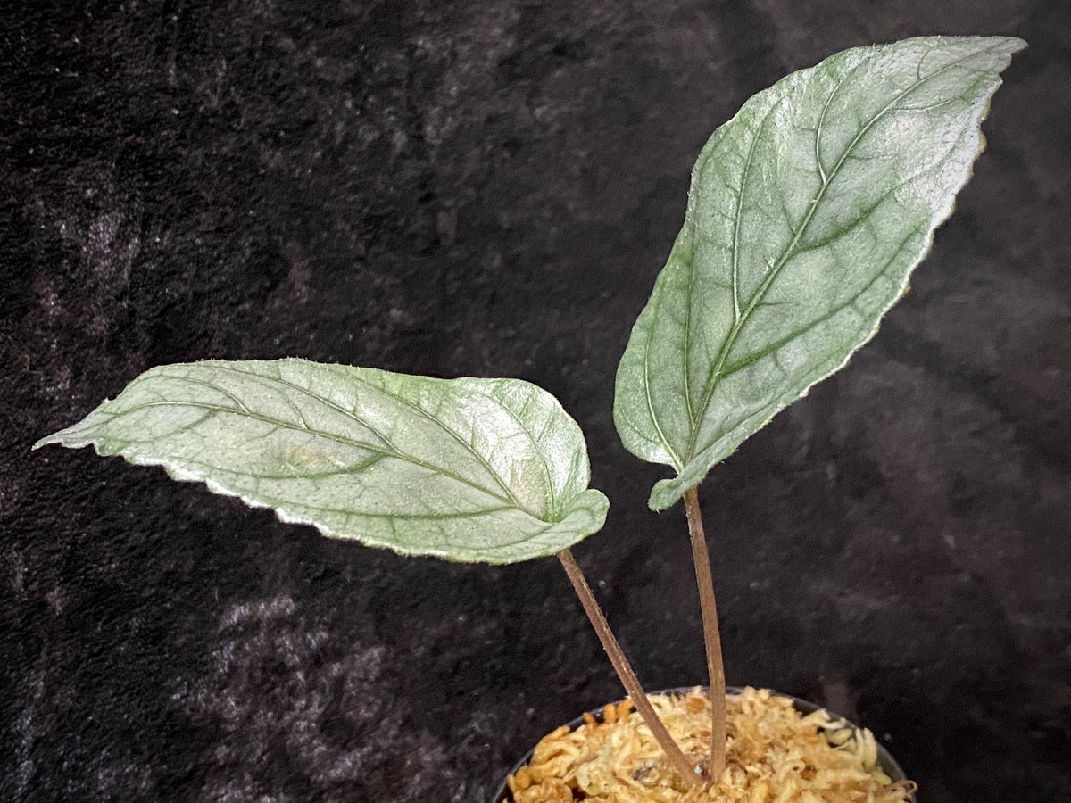 moregoro's tweet photo. 本日の朝草。ファイルNo.320

Hemigraphis alternata
from Pulau Nias [HW0819-02]

(販売中の株です)

https://t.co/UwDY8fwrdX
Instagram ID moregoro5016

#Hemigraphis
#HW https://t.co/Sms9hItPDm