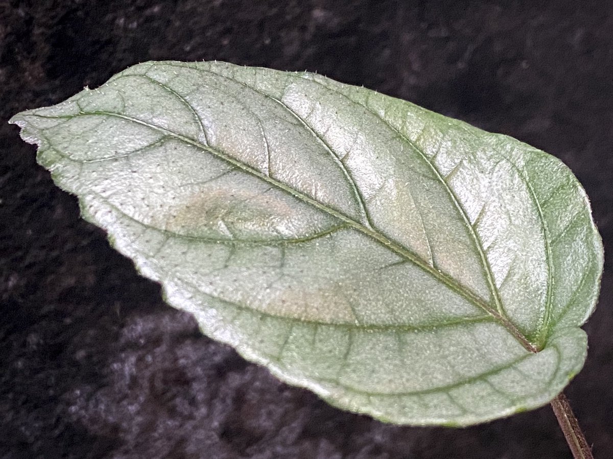 moregoro's tweet photo. 本日の朝草。ファイルNo.320

Hemigraphis alternata
from Pulau Nias [HW0819-02]

(販売中の株です)

https://t.co/UwDY8fwrdX
Instagram ID moregoro5016

#Hemigraphis
#HW https://t.co/Sms9hItPDm