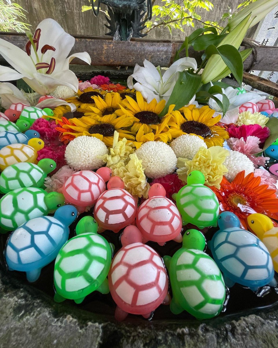 日和佐八幡神社 S Tweet 花手水 亀手水 本日から8月15日までお盆期間中の予定となります 暑さ厳しそうですがお詣りお待ちしております 日和佐八幡神社 花手水 亀手水 大城石材店 さくら企画 大浜海岸 海亀 うみがめ博物館 美波町 お盆 お詣り