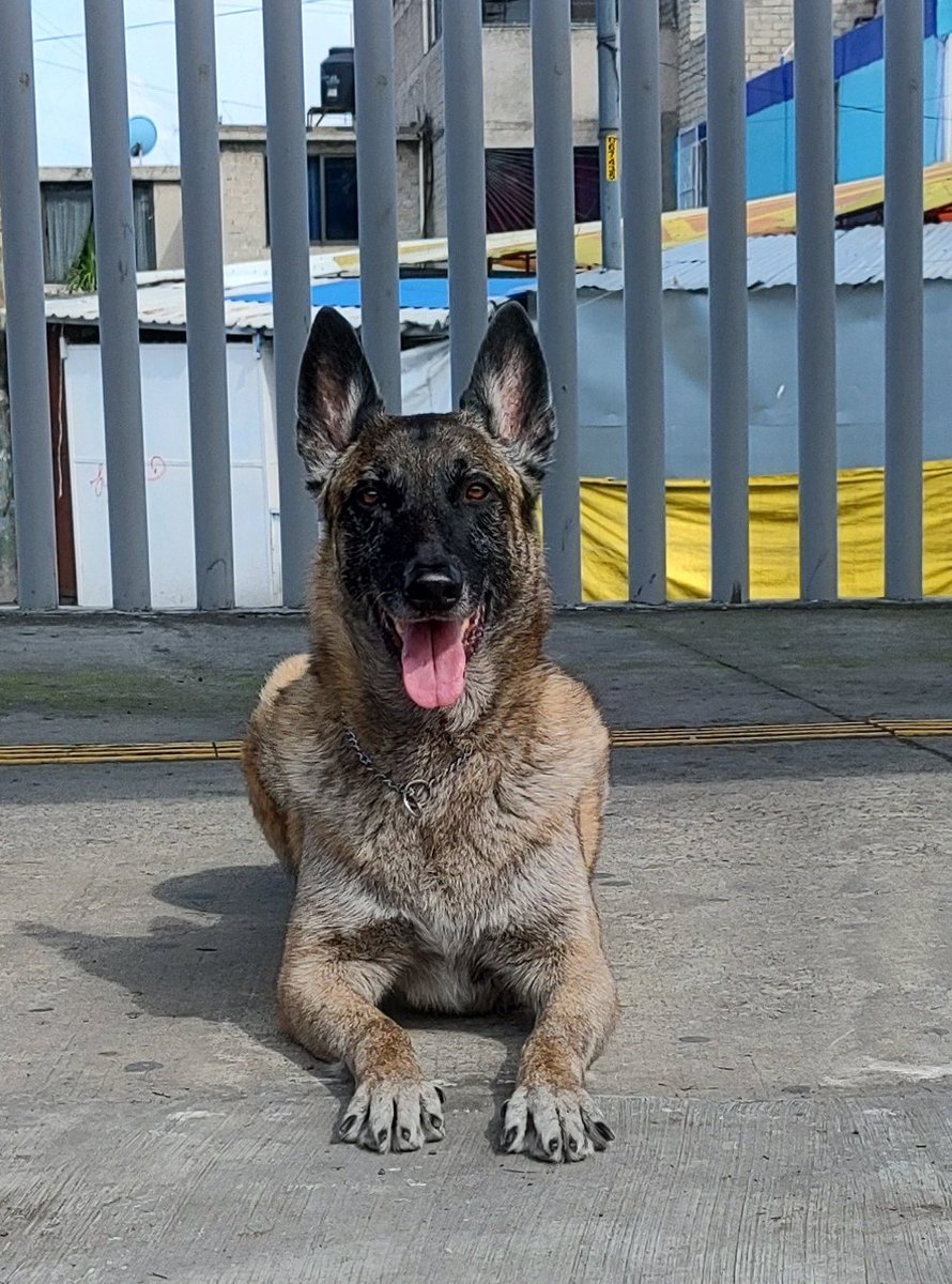 gabbie_viquez's tweet photo. Preguntas chistosas que me hace la gente durante el paseo perruno y el #TrainingCamp "¿oiga y su perro muerde?"
Y y así de: 😅 Pues vera usted, todos perros muerden.
#Askar #Malinoa #K9 🐾♥️ https://t.co/YqlETr11KH