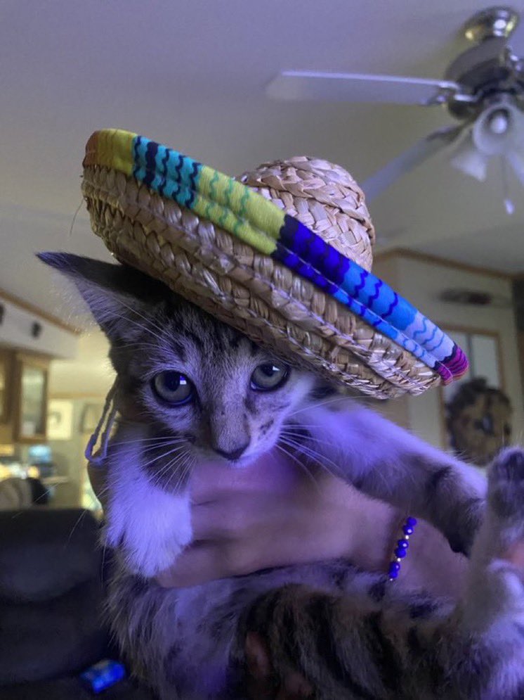 Memes to Show Your Cat (@showyourcat) on Twitter photo 