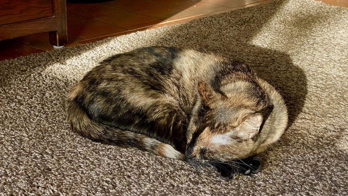 JortsTheCat's tweet photo. Yes it’s dark now, but remember tomorrow the sunbeam will be back https://t.co/zfVcxoDnQF