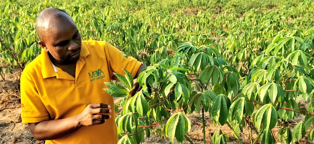 jamesplegg's tweet photo. 🌱🇹🇿 MEDA Magic 🇨🇦 🌿

Saidi Tingatinga works for MEDA, an NGO from #Canada, but with deep roots in #Tanzania where it support smallholder agribusiness development. Saidi's dedication is helping farmers get established as profitable seed entrepreneurs. We salute you &amp; MEDA👏🏼👍🏼👏🏼 https://t.co/qXXqOM6A8s