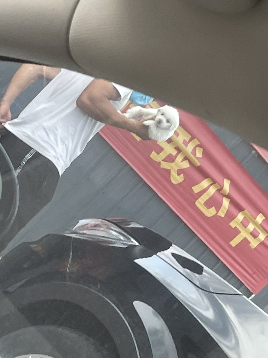 wscc1314's tweet photo. 服务区遇到的可爱修狗 https://t.co/Ulyw6i68a1