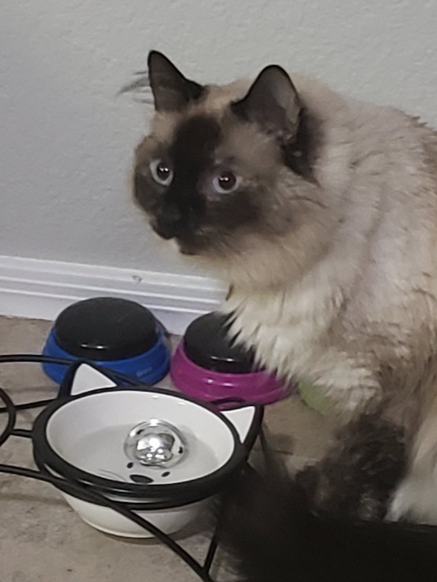 CatsOffTheHook's tweet photo. If I drop my bell in my water, mom and dad pay attention! -Marina 
#CatsOfTwitter https://t.co/xDrnyeLIW6