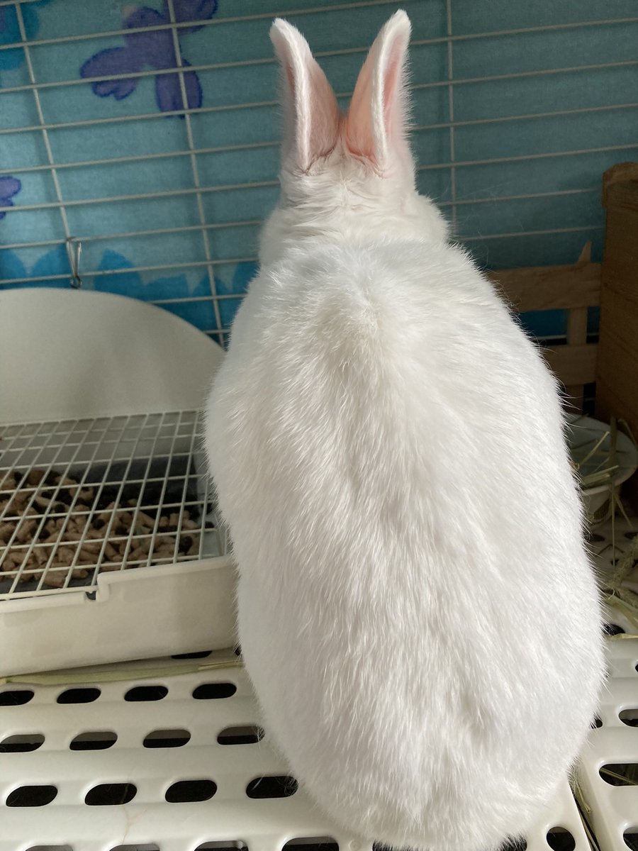 usagilove0909's tweet photo. 振り向いてくれない笑笑

 #うさぎ  #うちのペット  #ミックスラビット  #白うさぎ  #振り向いて https://t.co/U3TU1JKqkI