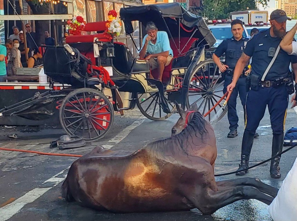 nyclass's tweet image. After flogging his sick, suffering, collapsed horse, this carriage owner, named Ian Mckeever, lounged and relaxed in his carriage while his horse writhed in agony on the hot pavement. 

📲RETWEET to ask @NYCSpeakerAdams @NYCMayor @NYCCouncil to END the abuse and pass Intro 573.