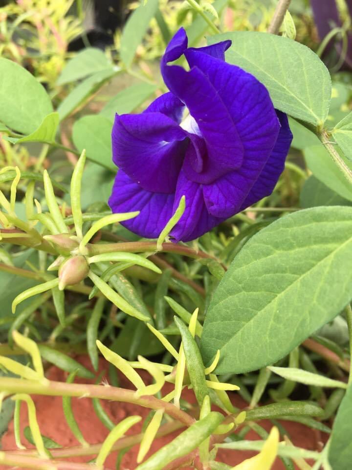 vrundavs's tweet photo. Nature….
Never goes out of style…
And no colour like #purple to stir you up on a cold morning…
#purpleflowers #shankadahoovu #ontheirown #roadside #vrupix https://t.co/V1ZEIqzoKw