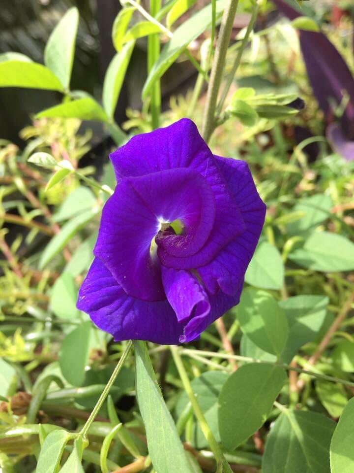 vrundavs's tweet photo. Nature….
Never goes out of style…
And no colour like #purple to stir you up on a cold morning…
#purpleflowers #shankadahoovu #ontheirown #roadside #vrupix https://t.co/V1ZEIqzoKw