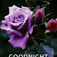 Sharon Morin (@sharonm01748641) on Twitter photo 