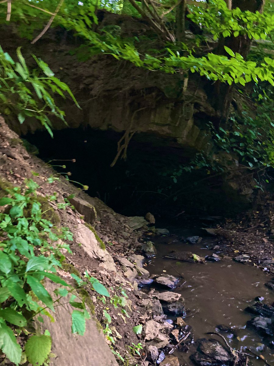 PawSpitzfamily's tweet photo. Good morning friends 🥰 We were exploring 🤩🐾
Have a nice Thursday 🎈#dogsoftwitter #spitzfamily #dogs #walk #nature #goodmorning #dogsfriends #happydogs #fun #enjoy https://t.co/VhRwxFgPyL