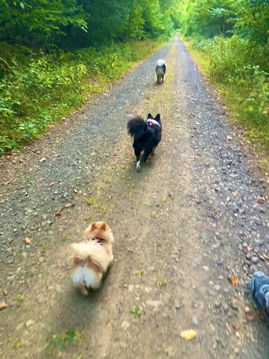 PawSpitzfamily's tweet photo. Good morning friends 🥰 We were exploring 🤩🐾
Have a nice Thursday 🎈#dogsoftwitter #spitzfamily #dogs #walk #nature #goodmorning #dogsfriends #happydogs #fun #enjoy https://t.co/VhRwxFgPyL