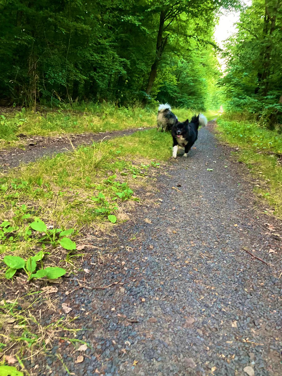 PawSpitzfamily's tweet photo. Good morning friends 🥰 We were exploring 🤩🐾
Have a nice Thursday 🎈#dogsoftwitter #spitzfamily #dogs #walk #nature #goodmorning #dogsfriends #happydogs #fun #enjoy https://t.co/VhRwxFgPyL