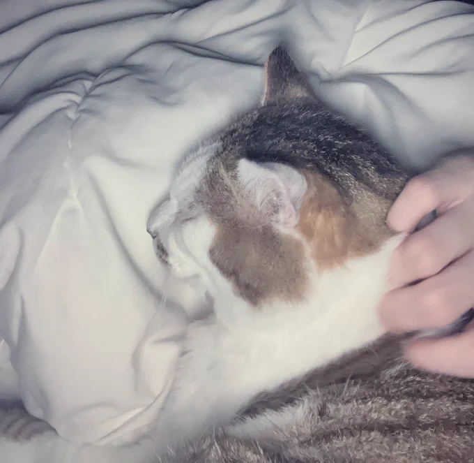 これは深夜布団に潜り込んできたねこ 