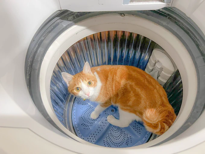 猫って何処でも入るよね汗だから電源切ってるか蓋閉めてるけど。 