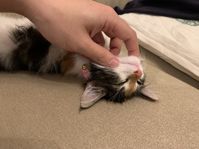 8月11日メイちゃん2歳のたんじょびおめでとねーっ
これからも自由な猫のままでいてくれ🐈 