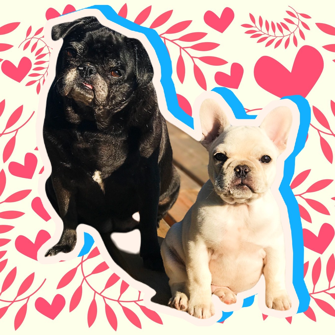 chateaufrenchie's tweet photo. Fooling around with @pixlr editing. 

#chateaufrenchie #frenchies #frenchbulldog #bulldog #bulldogs #frenchie #frenchie #frenchbulldog #frenchielove #instafrenchie #frenchieoftheday #frenchiegram #frenchbulldogs #squishyfacecrew #frenchiepuppy #ilovemyfrenchie #frenchielife https://t.co/SuTZq2BHRi