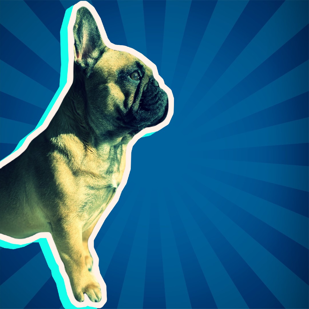 chateaufrenchie's tweet photo. Fooling around with @pixlr editing. 

#chateaufrenchie #frenchies #frenchbulldog #bulldog #bulldogs #frenchie #frenchie #frenchbulldog #frenchielove #instafrenchie #frenchieoftheday #frenchiegram #frenchbulldogs #squishyfacecrew #frenchiepuppy #ilovemyfrenchie #frenchielife https://t.co/SuTZq2BHRi