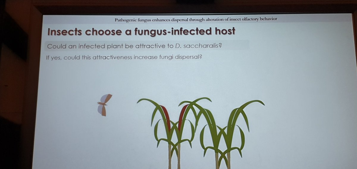 Biollorenzo's tweet photo. Congratulations Amanda Túler for your excellent talk on fungal manipulation of moth behavior in the sugarcane fields! Thanks #chemecol and #alaeq for bringing this Latin American young scientist to #ISCE_APACE ! https://t.co/0AzYly8MSK