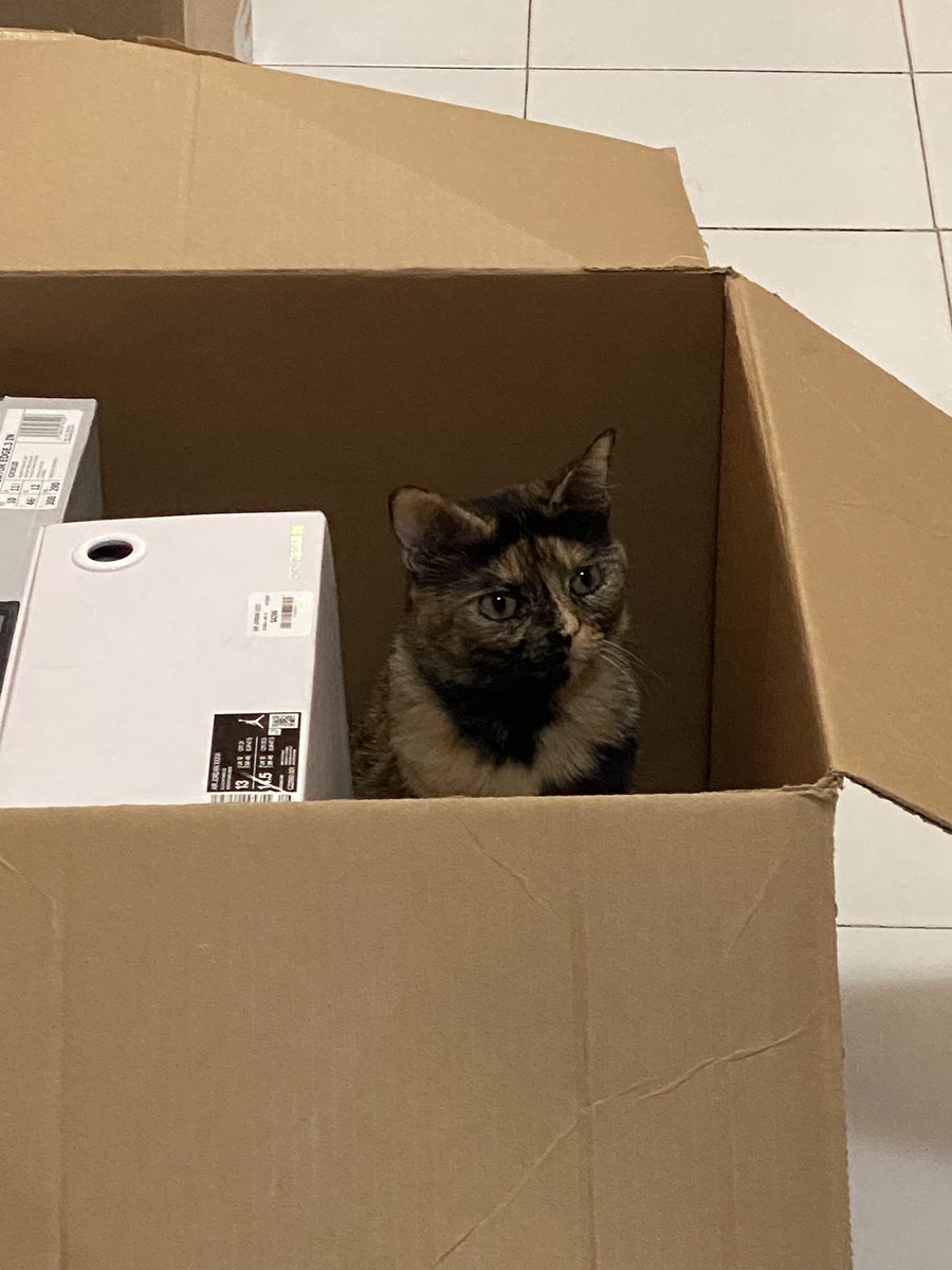 Gina The Tortie tweet media