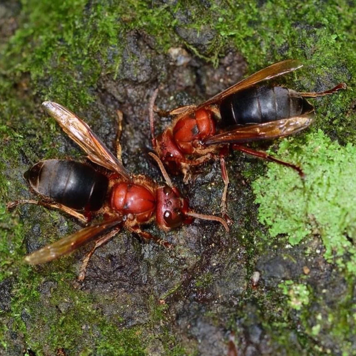 チャイロスズメバチ Twitter Search Twitter