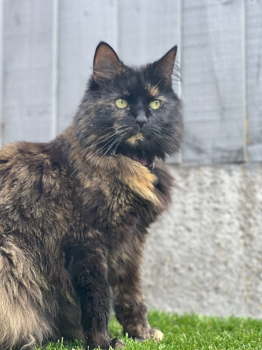 FloofySisters's tweet photo. #Urgent Missing Cat, St Anne’s Road and surrounding area in #wolverhampton #wolves she is wearing a pink leopard print collar with a cat flap magnet attached. Please share/retweet #CatsOfTwitter #Cats #Hedgewatch @StrayCatsWM @CavanVets1 @WhiteCrossVets #FindCoco https://t.co/sHtgaDIlQ0