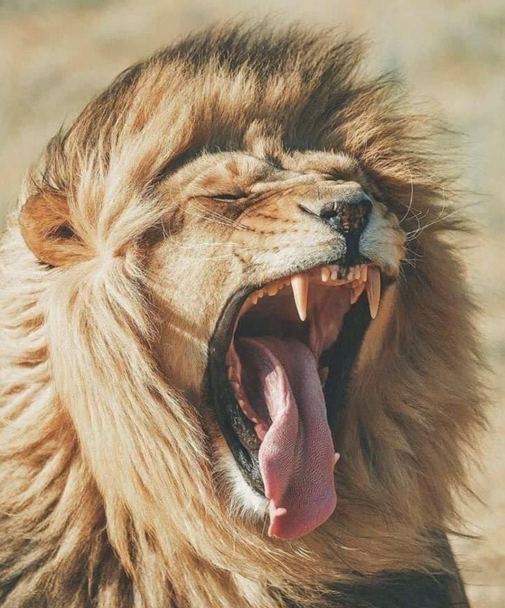 silumaboniswa's tweet photo. @tyengeni1954 In your dreams you always pray that President should leave!!! Umona  wakho ufana noka Khayini https://t.co/TRWI2rgaJo