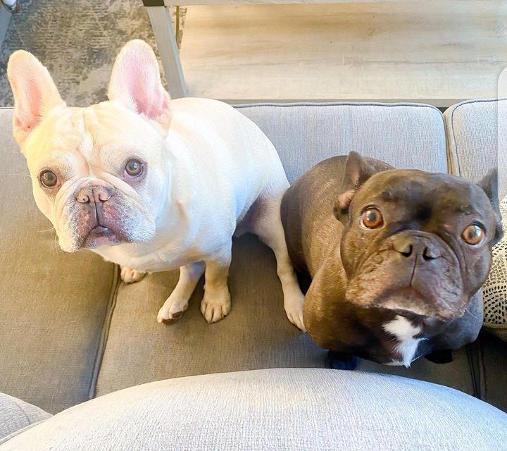 FrenchBulldogC4's tweet photo. #frenchbulldog #frenchie #frenchiesofinstagram #dogsofinstagram #dog #frenchies #frenchielove #puppy #bulldog #frenchiepuppy #frenchbulldogsofinstagram #dogs #frenchieoftheday #frenchielife #puppylove #frenchiesociety #frenchbulldogs #bulldogfrances #frenchiegram #puppies https://t.co/WF2zvVutkv