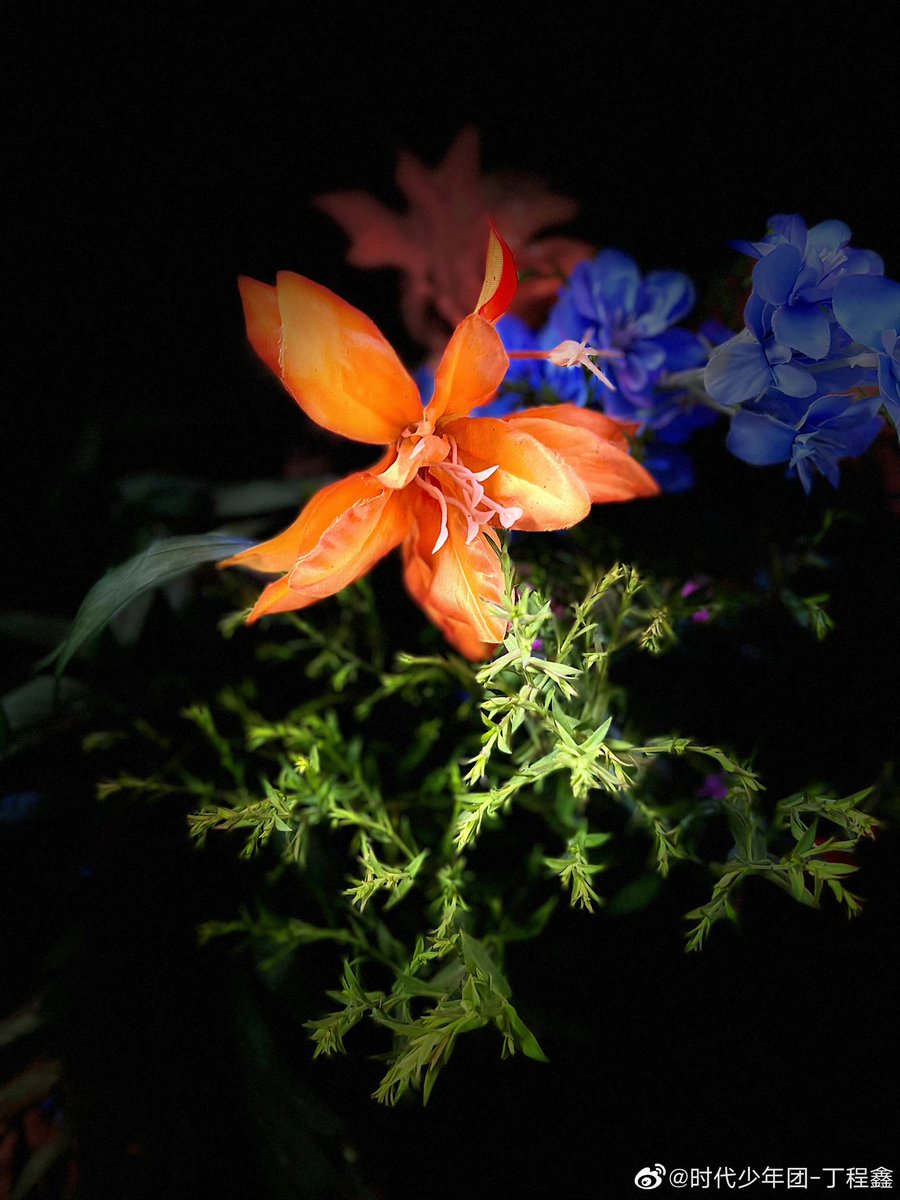 TNT_LATAM's tweet photo. Ding Chengxin actualizó en Weibo 

"Tomé algunas fotos de las flores con las que me tope en la filmación del otro día "

(07/08/22)
#DingChengxin #Chengxin https://t.co/D5R0sb0NpR